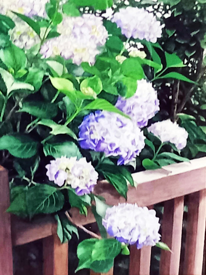 03 「紫陽花(天寿園)」F6 若井茂雄 03 「紫陽花(天寿園)」F6 若井茂雄