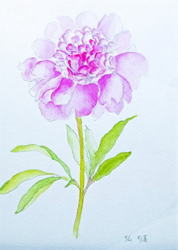 52 「芍薬」F4 齋藤眞澄 52 「芍薬」F4 齋藤眞澄