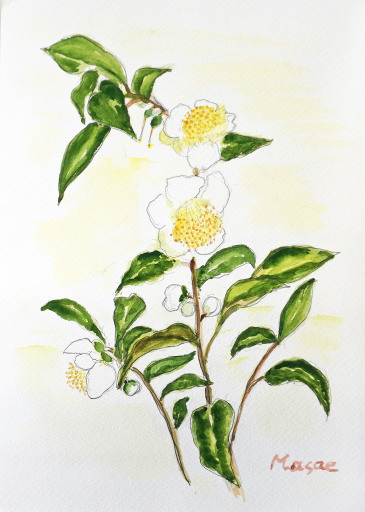 91「お茶の花」A4 千代田正枝 91「お茶の花」A4 千代田正枝
