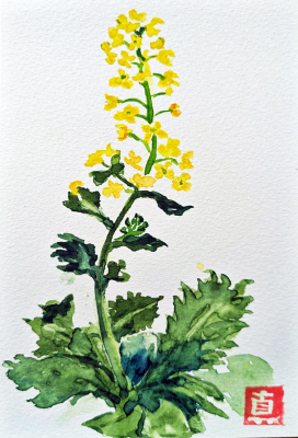 150 「菜の花」 佐藤 真弓 150 「菜の花」 佐藤 真弓