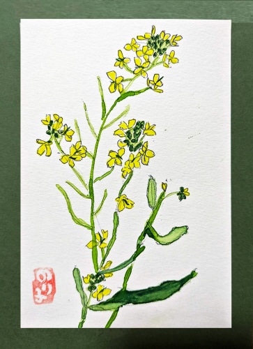169「菜の花」 杉浦徳子 169「菜の花」 杉浦徳子