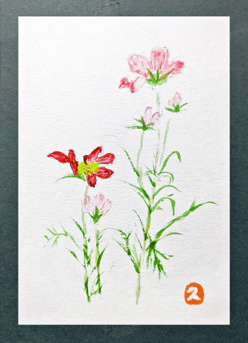 175「秋桜」 榊原久美子 175「秋桜」 榊原久美子