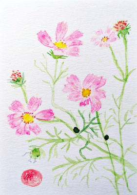 188 「秋 桜」 杉浦 徳子 188 「秋 桜」 杉浦 徳子