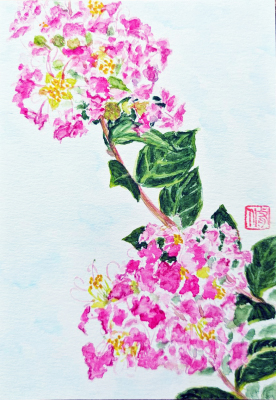 201 「百日紅」 山田 修子 201 「百日紅」 山田 修子