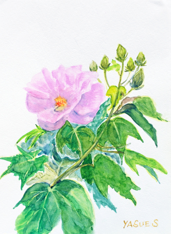 84 「酔芙蓉」F4　佐藤 泰江