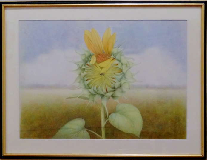 「ひまわり」色鉛筆画（第3回）　石倉孝博