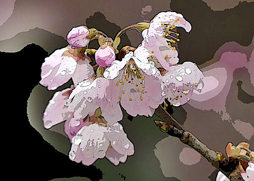 69「桜ドロップ」2L 中条匠晴 127mmx178mm 69「桜ドロップ」2L 中条匠晴 127mmx178mm
