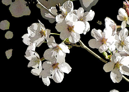 70「夜に咲く」2L 中条匠晴 127mmx178mm 70「夜に咲く」2L 中条匠晴 127mmx178mm